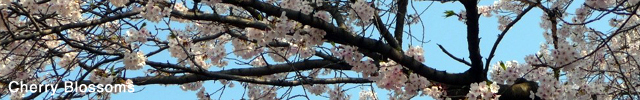 Cherry Blossoms